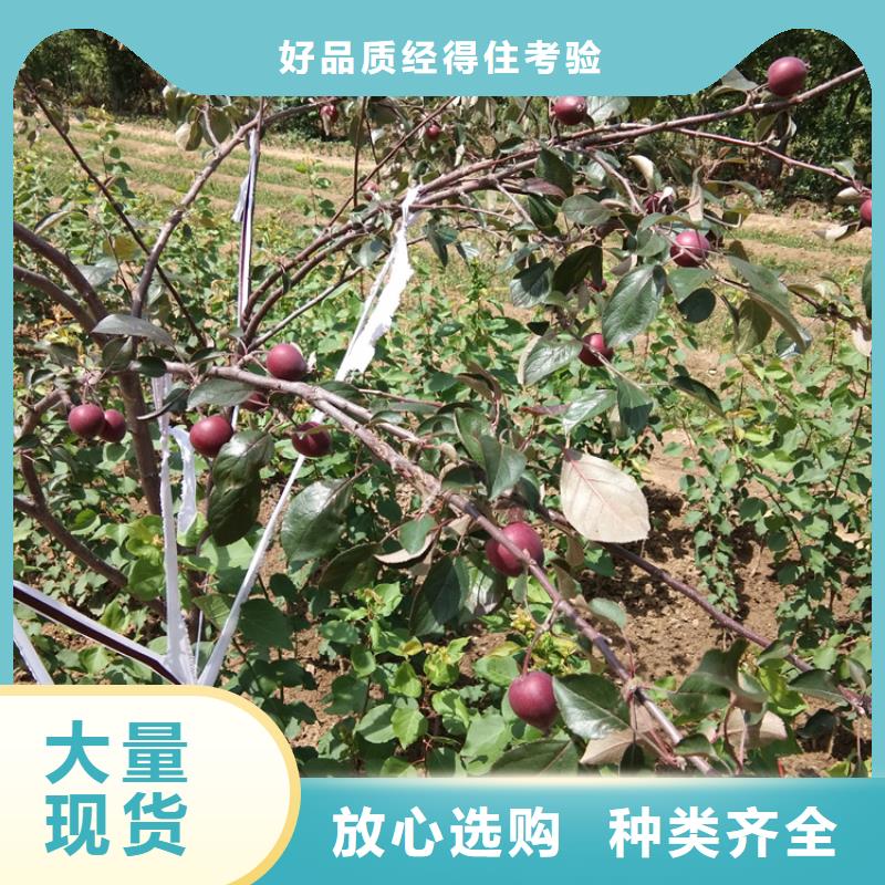 苹果苹果苗工厂批发