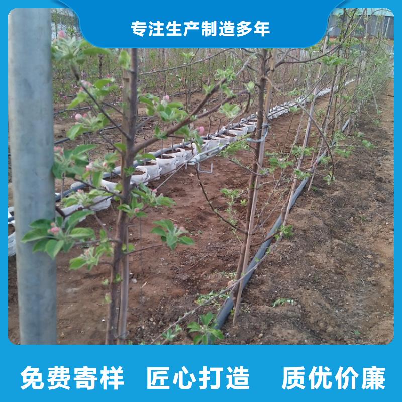 苹果,苹果苗价格实在