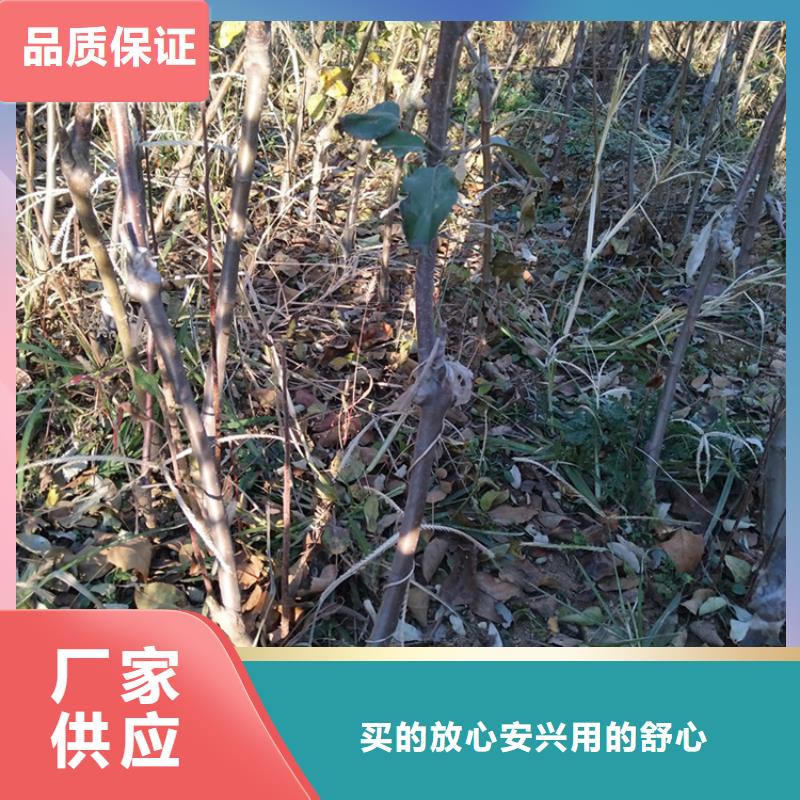 【苹果】樱桃苗放心选购