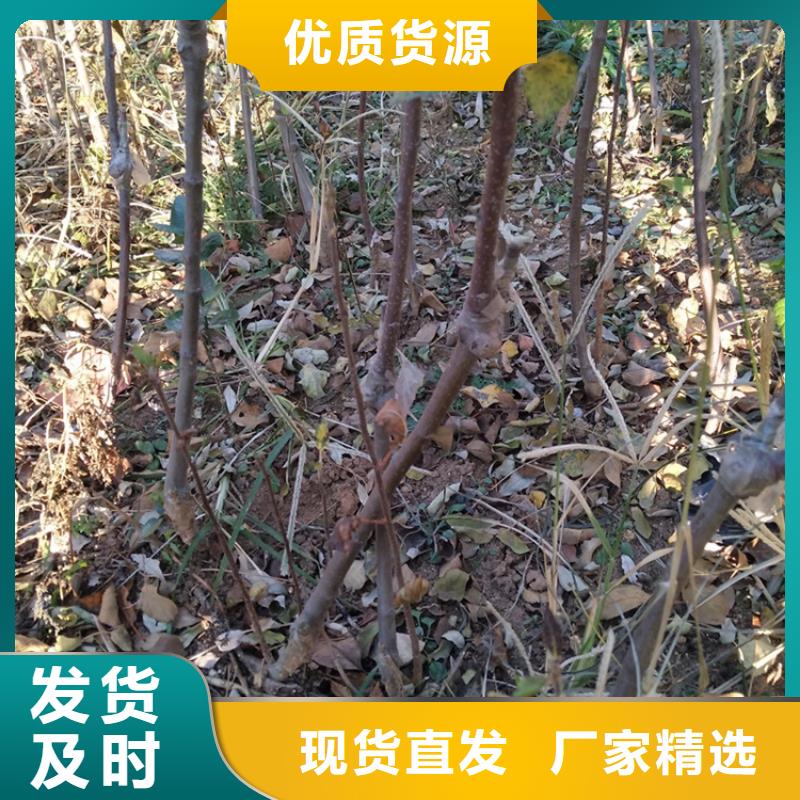 【苹果】樱桃苗放心选购