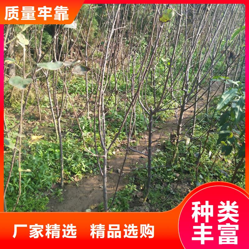 苹果石榴树产地采购