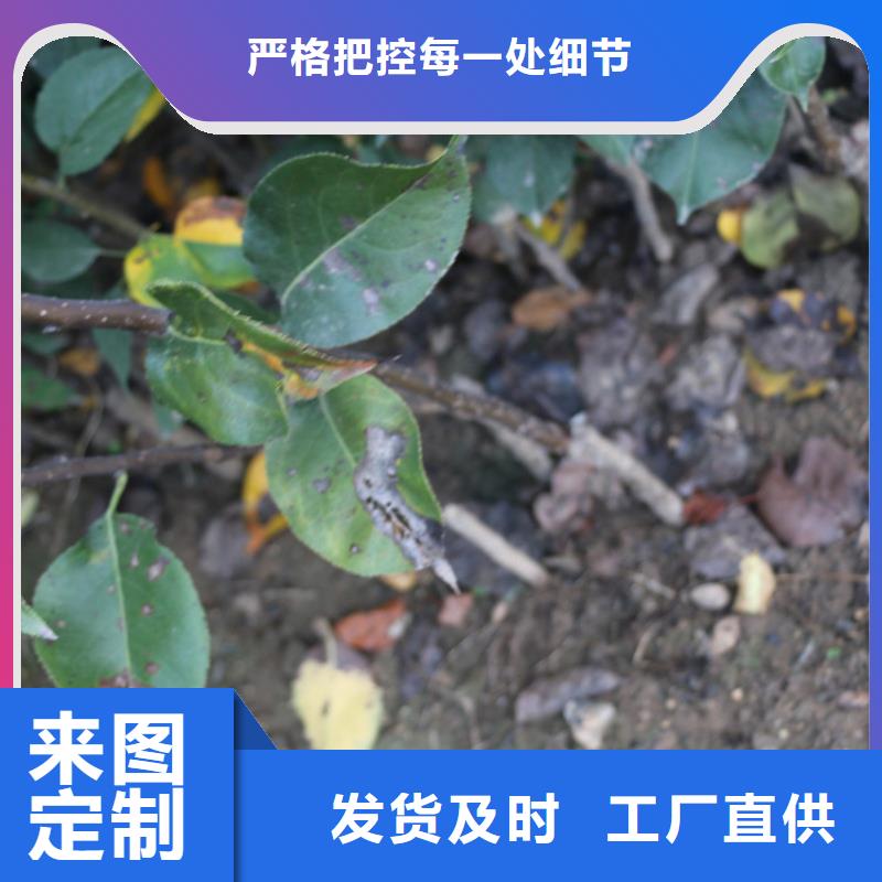 苹果板栗苗产地货源