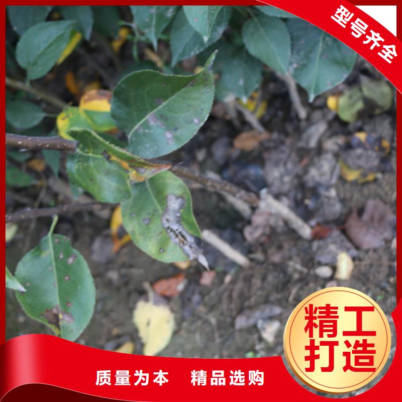 苹果,【樱桃苗】严选用料