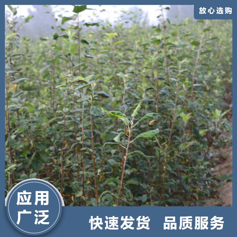 【苹果】_蓝莓苗用品质赢得客户信赖