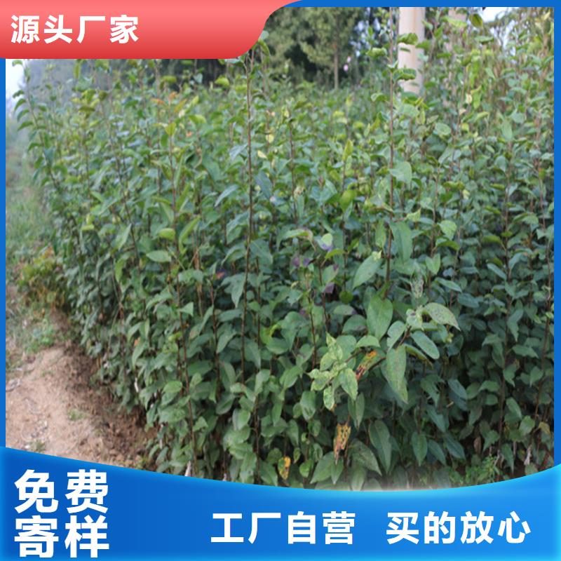 苹果,【樱桃苗】严选用料