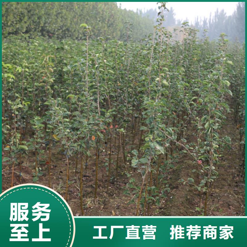 苹果桃树苗重信誉厂家