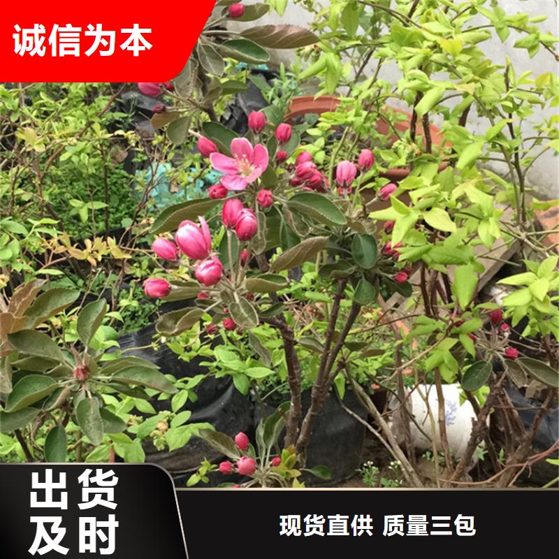 【苹果桃树苗品质优选】