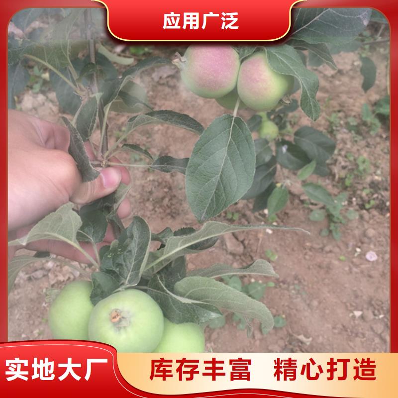 苹果苹果苗工厂批发