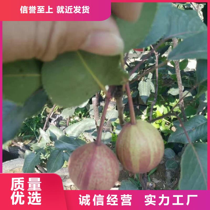 【梨树】石榴树自有厂家