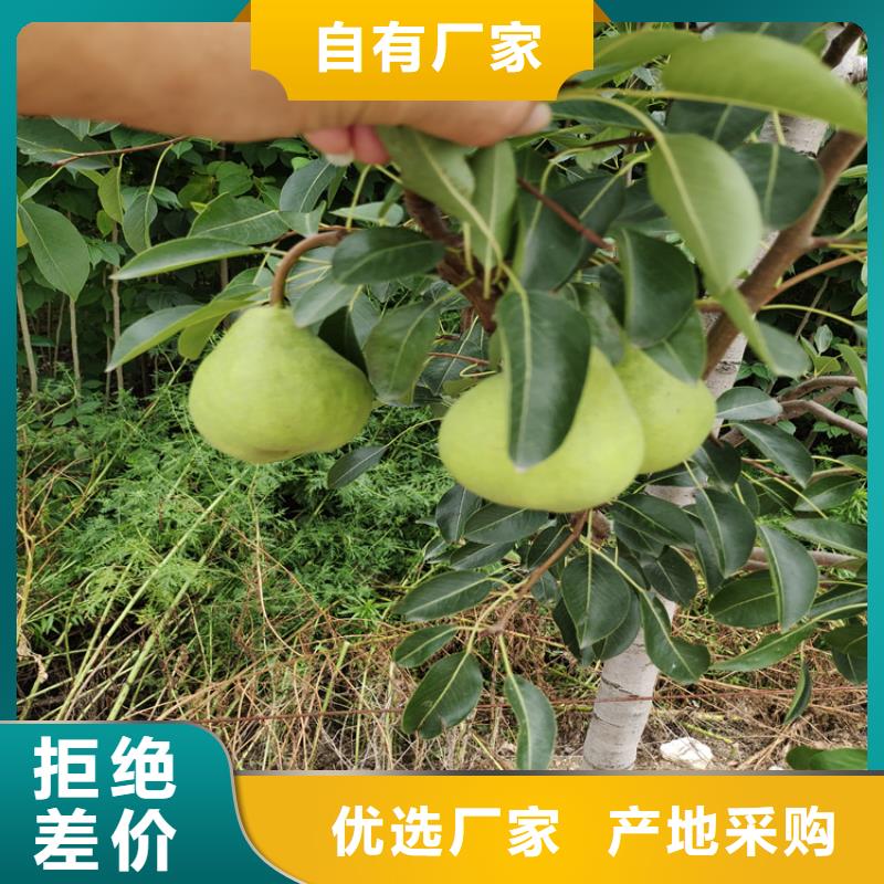 梨树【无花果苗】打造行业品质