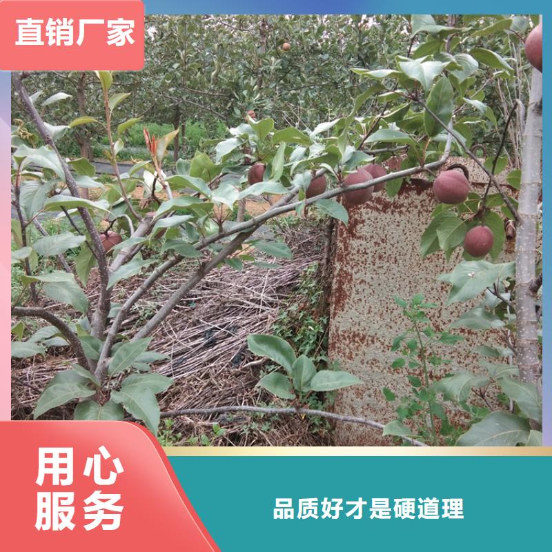 梨树奶油草莓供您所需