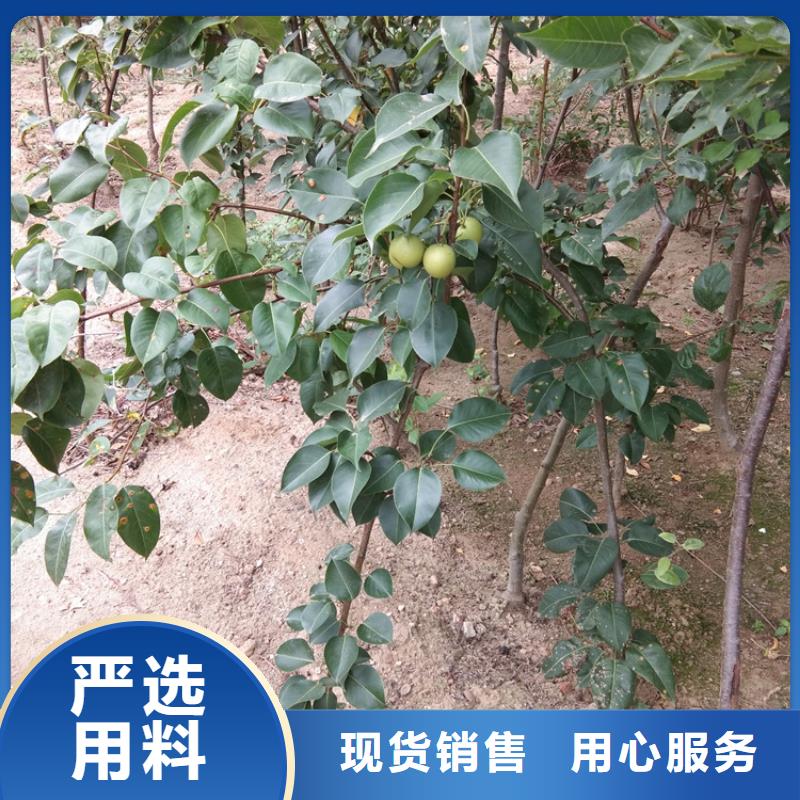 梨树奶油草莓供您所需