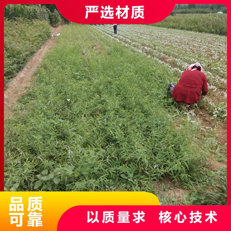 梨树奶油草莓供您所需