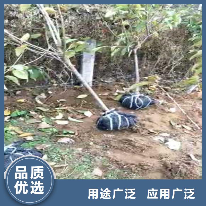 梨树奶油草莓供您所需