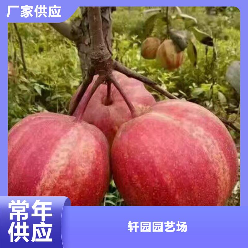 梨树苹果苗质量优选