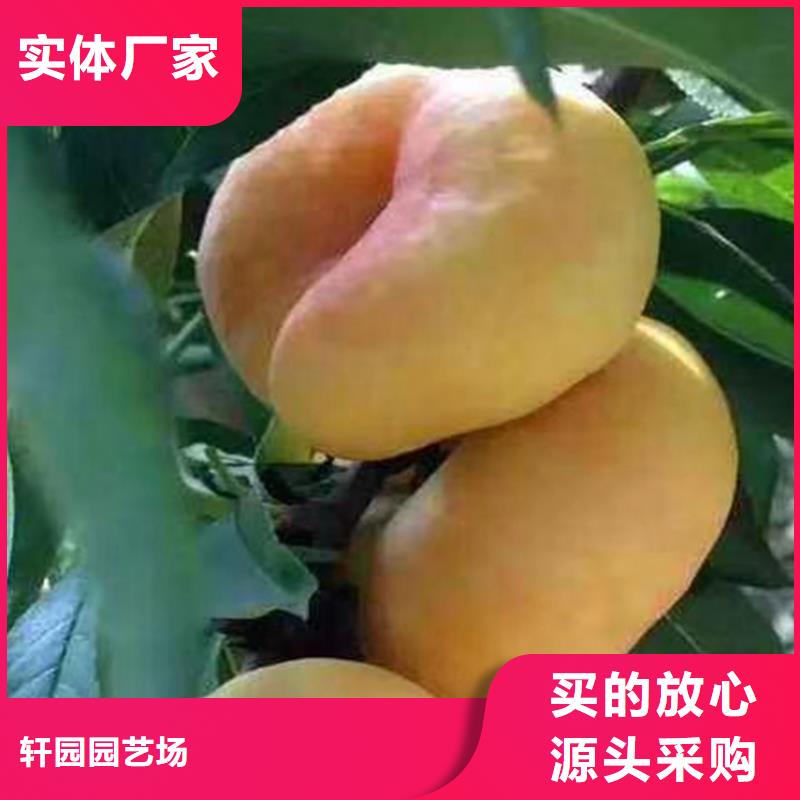 桃蓝莓苗精选好货