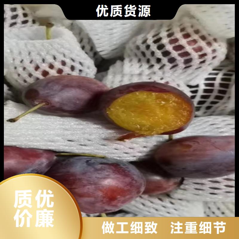 李子苹果苗库存齐全厂家直供