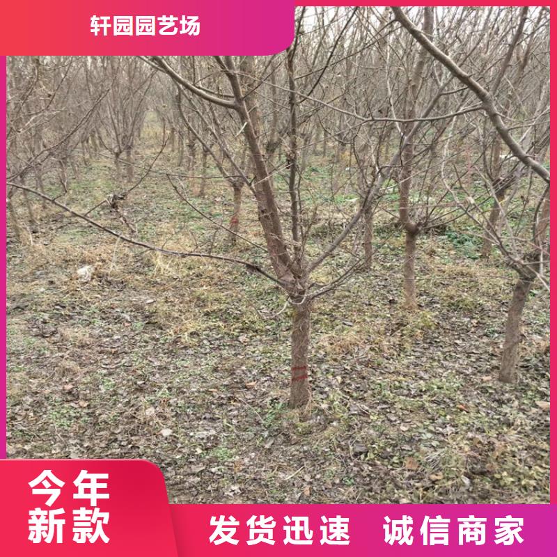 李子奶油草莓当地货源