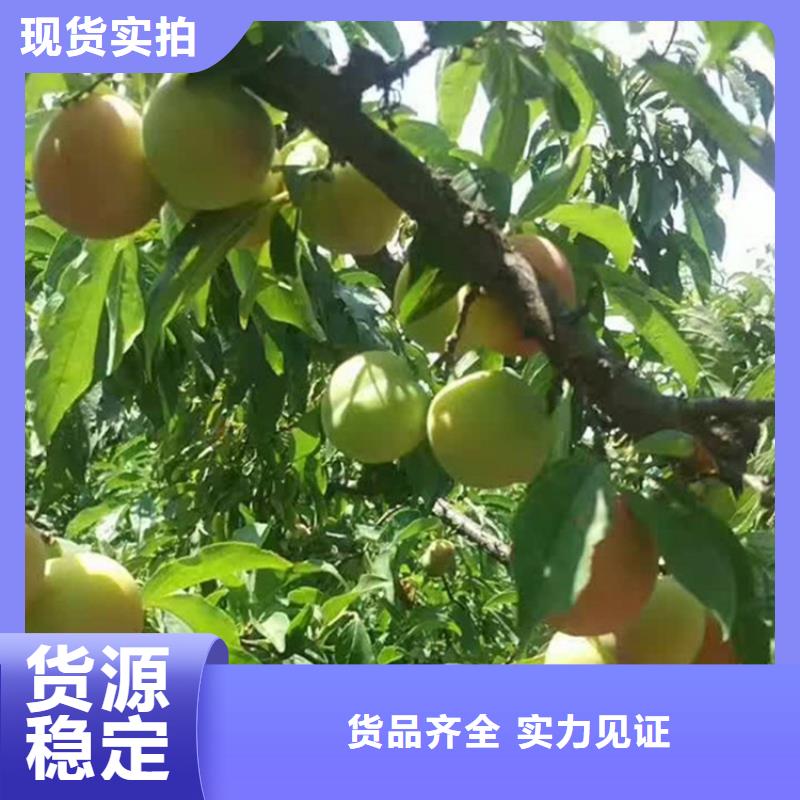 李子桃树苗货品齐全