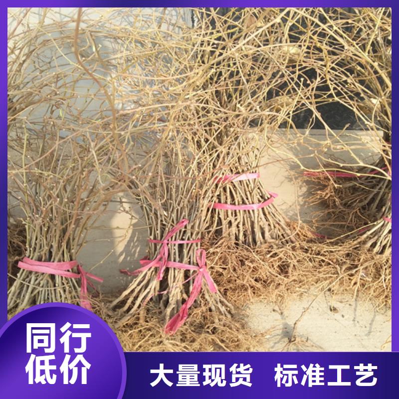 猕猴桃无花果苗用心做产品