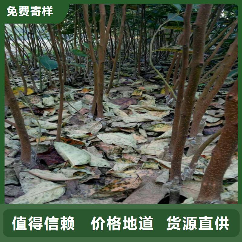 柿子【苹果苗】质量为本