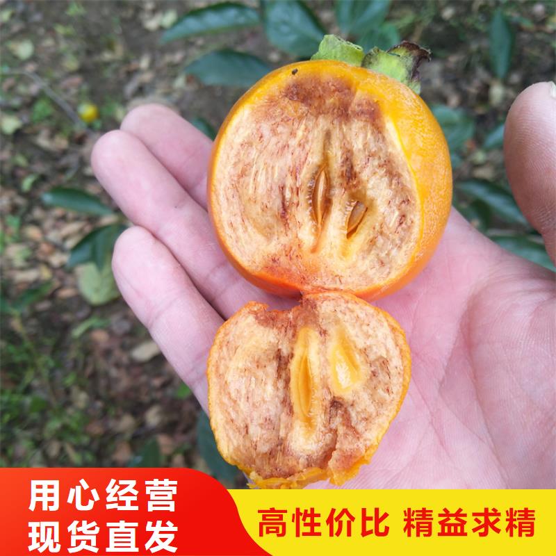 柿子蓝莓苗出货及时