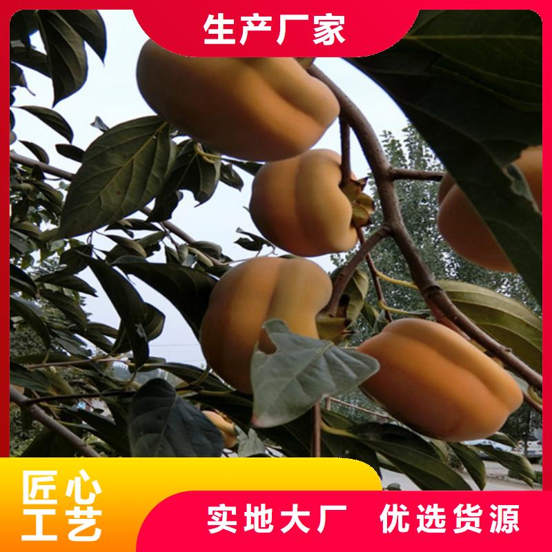 柿子蓝莓苗货真价实