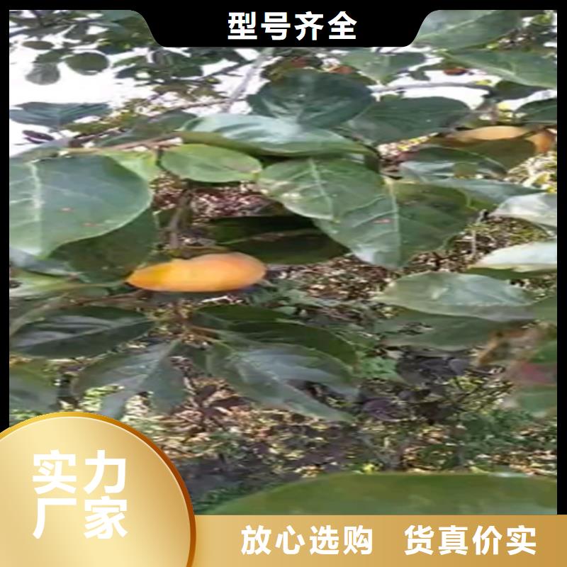 【柿子石榴苗随心所欲定制】