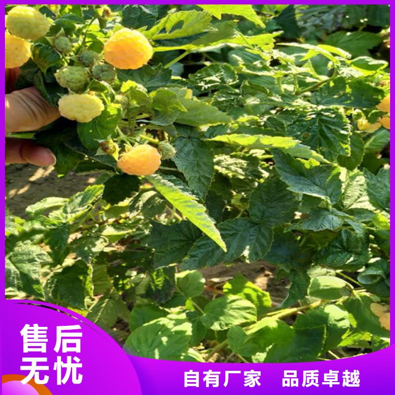 【树莓】-樱桃苗实体厂家大量现货