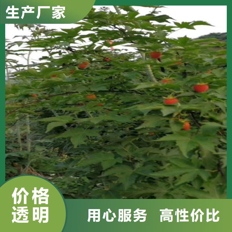 树莓_苹果苗批发商