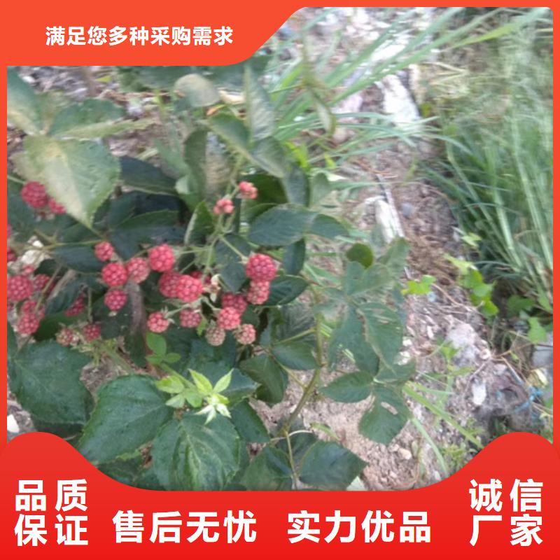 树莓苹果苗供应商