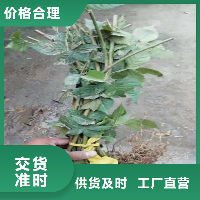 树莓苹果苗供应采购