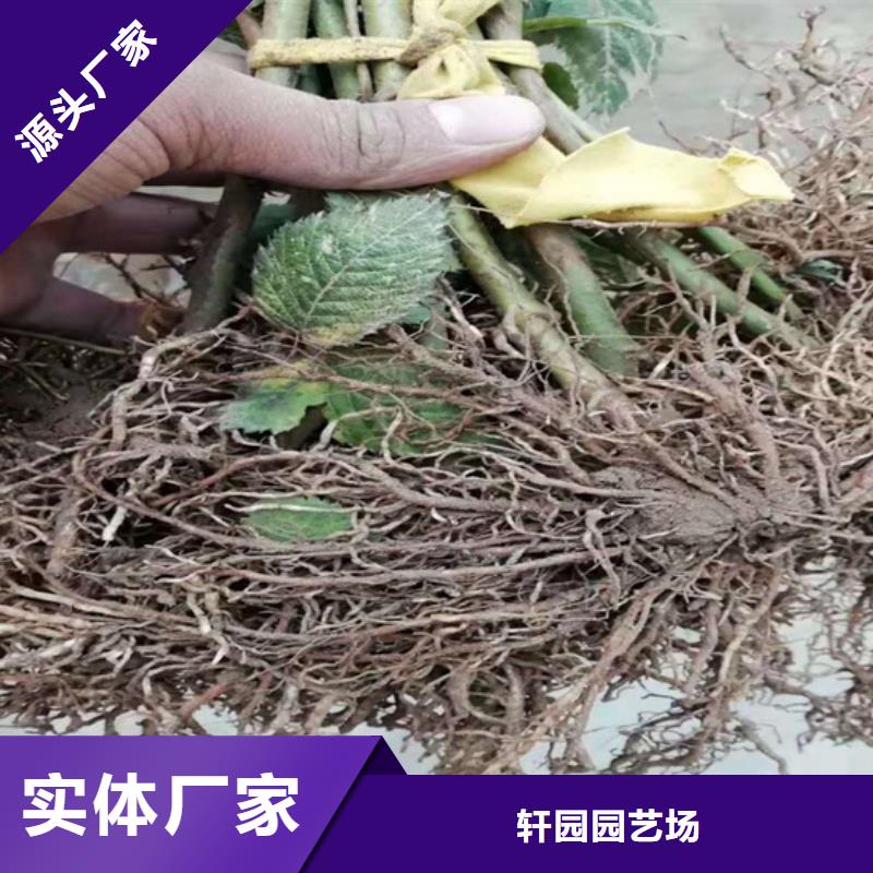 树莓石榴树为品质而生产