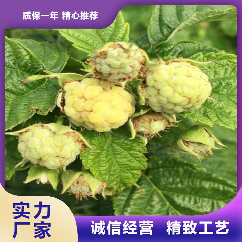 【树莓】-樱桃苗实体厂家大量现货