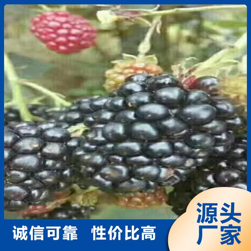 【树莓】桃树苗质量优价格低