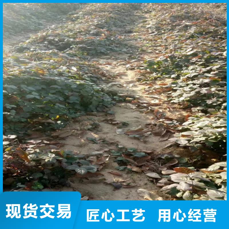 树莓苹果苗供应商