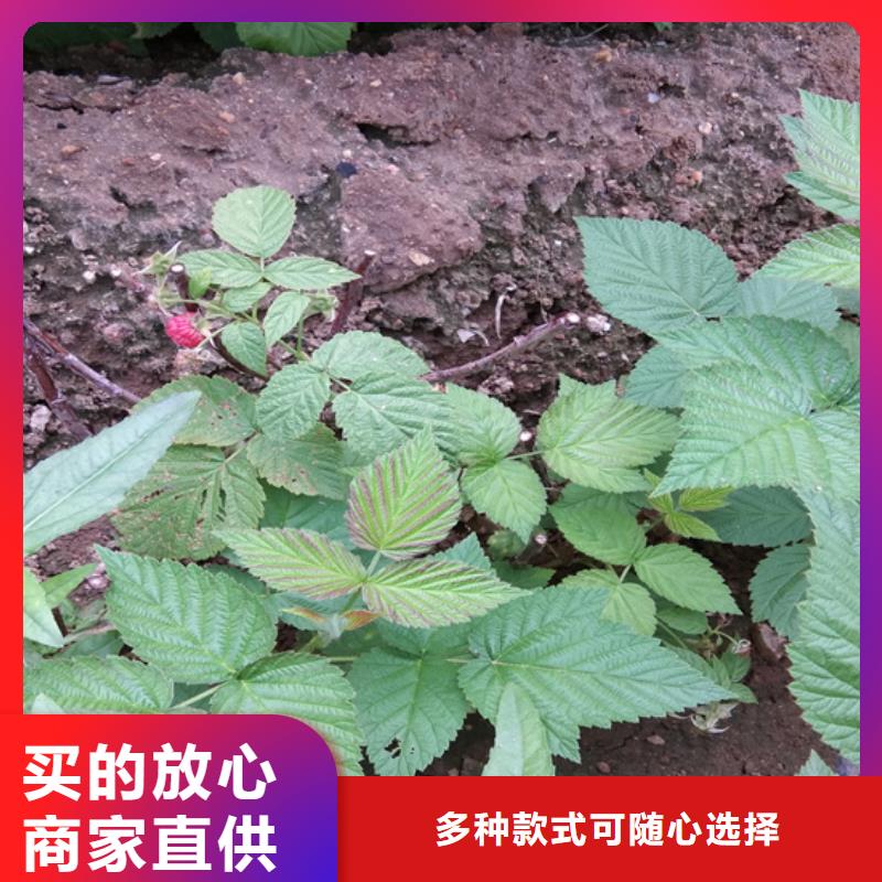 树莓,【草莓苗】精益求精