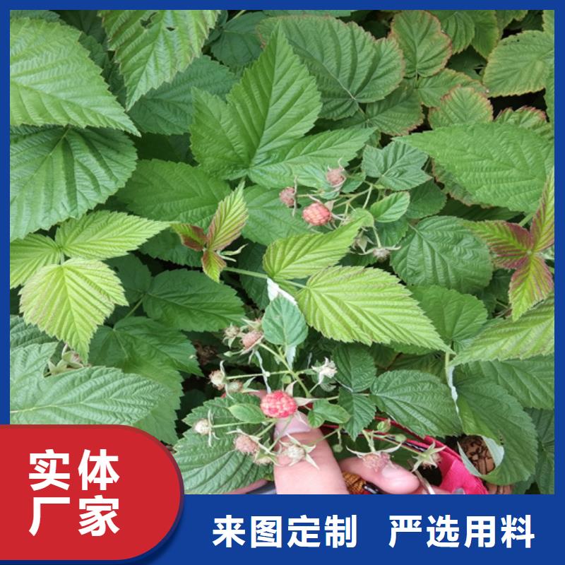 树莓嘎啦苹果采购