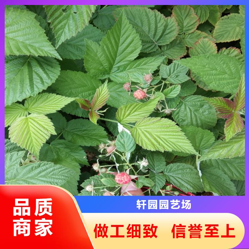 树莓苹果苗源头实体厂商