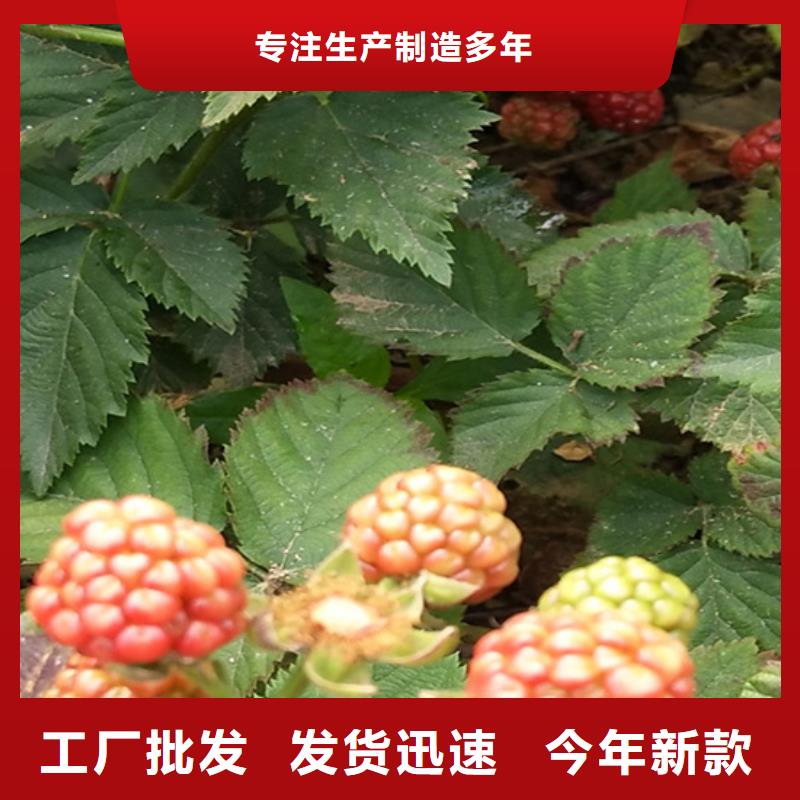 【树莓苹果苗研发生产销售】