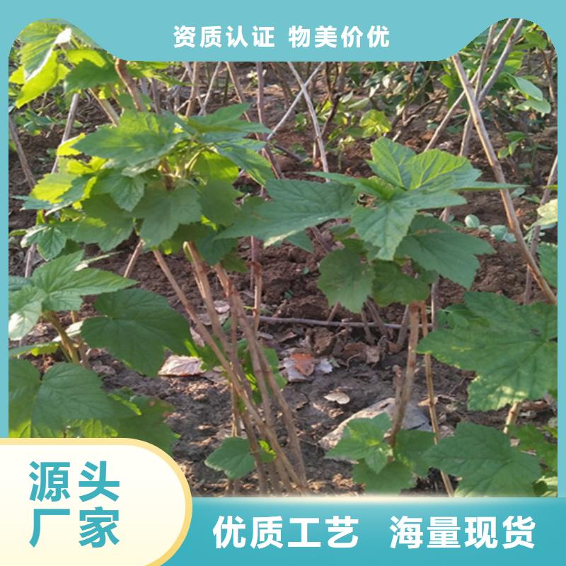 【树莓苹果苗出货快】