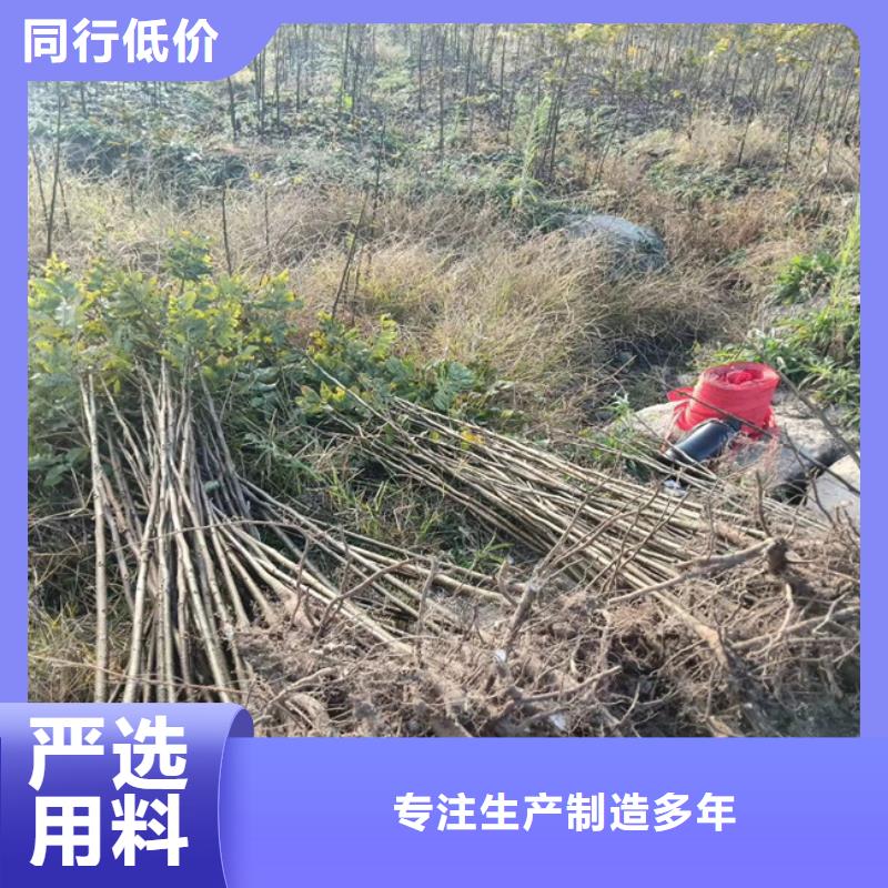 碧根果樱桃苗保质保量