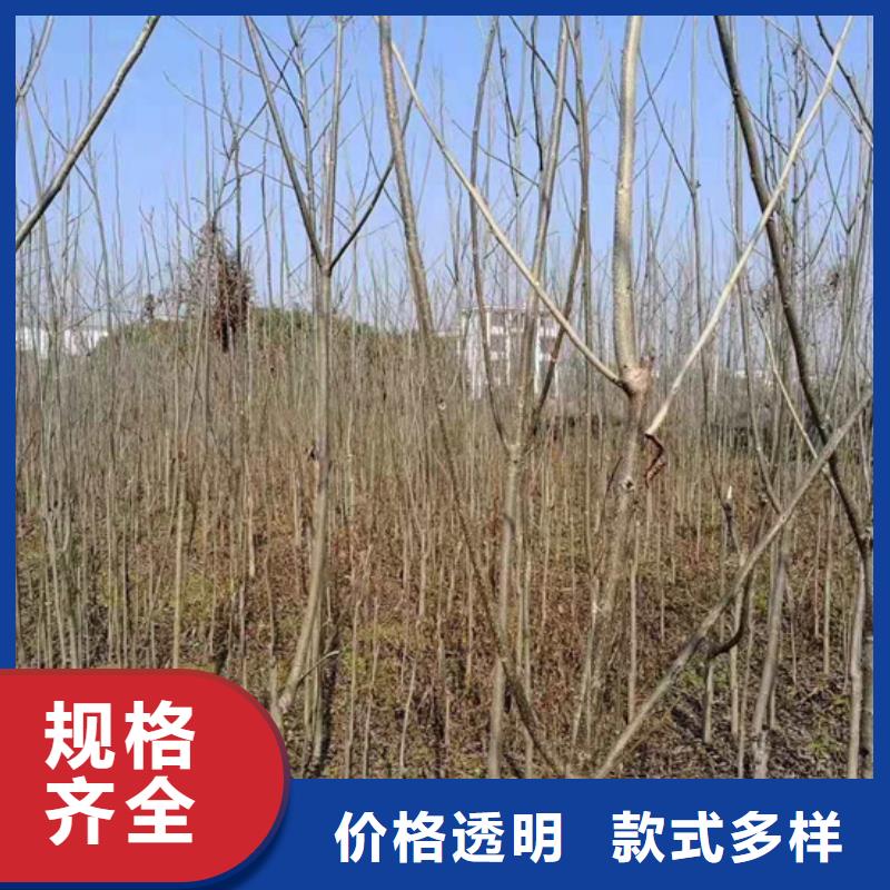 碧根果苹果苗极速发货