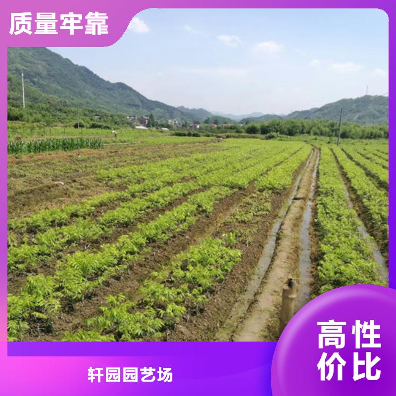 碧根果,苹果苗用心做好每一件产品