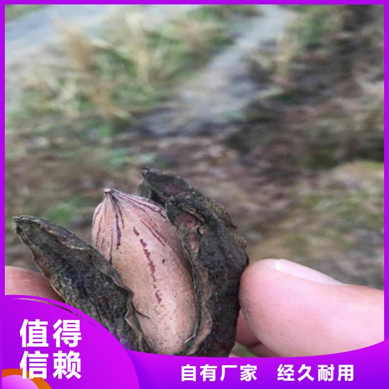 碧根果无花果苗品质过硬