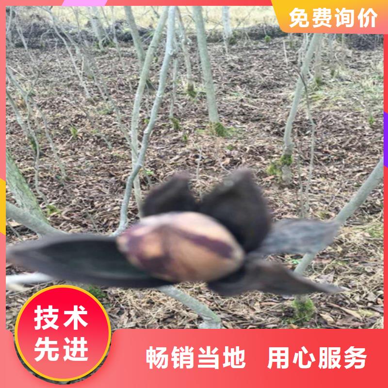 【碧根果】蓝莓苗源头厂商