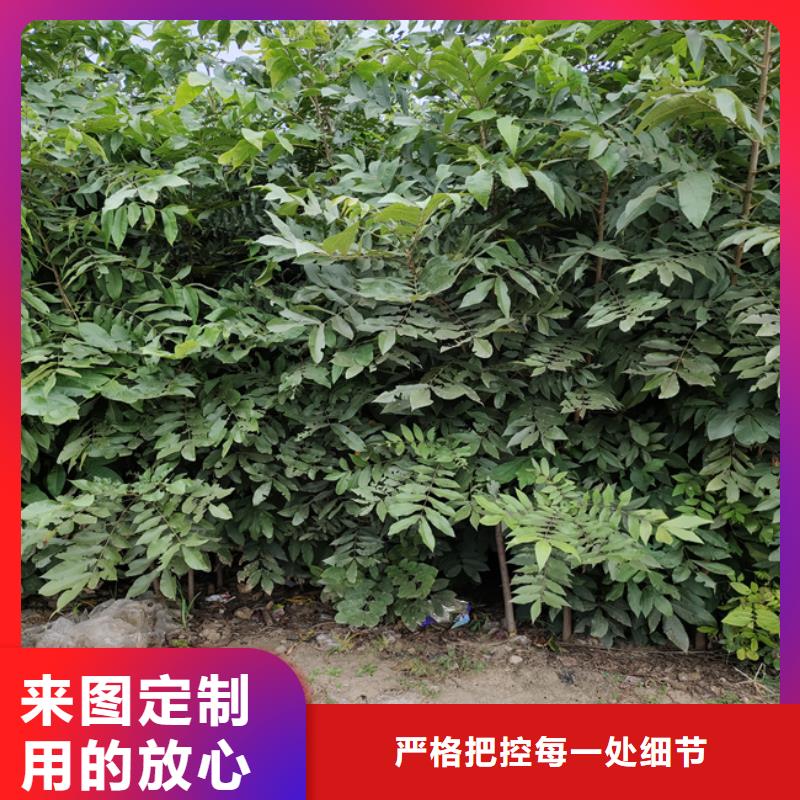 碧根果_蓝莓苗应用范围广泛