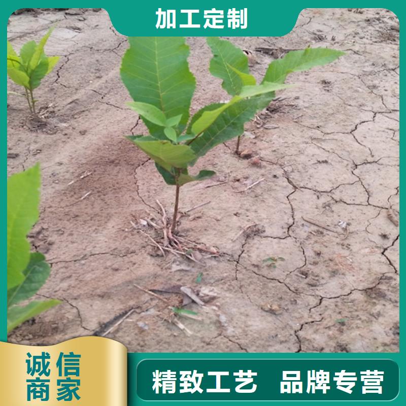 碧根果苹果苗极速发货