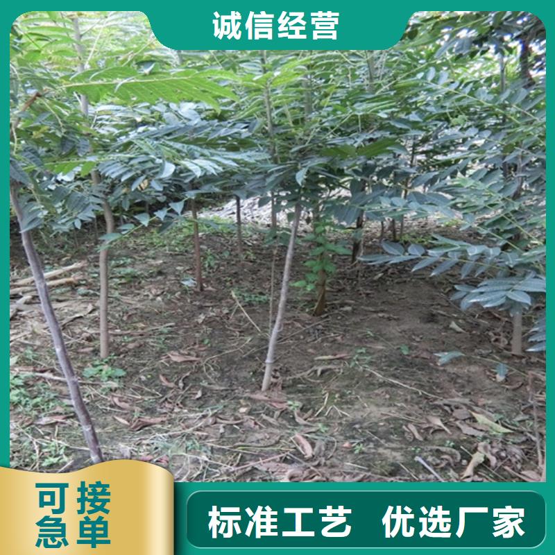 香椿梨树苗出厂价