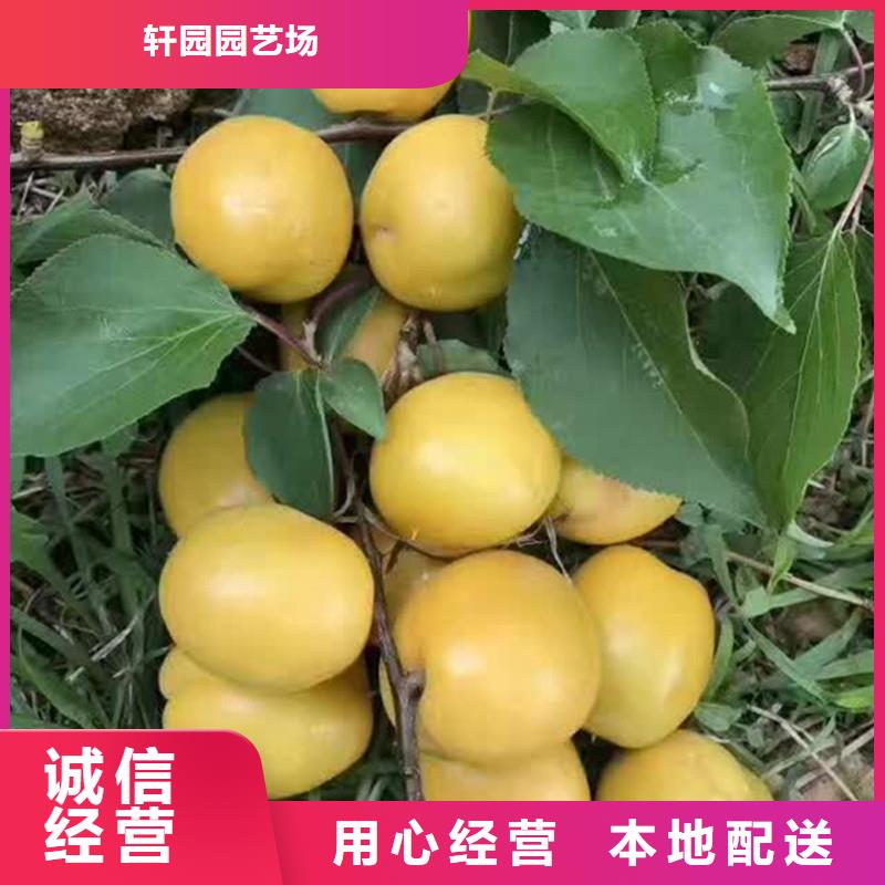 杏桃树苗大品牌值得信赖